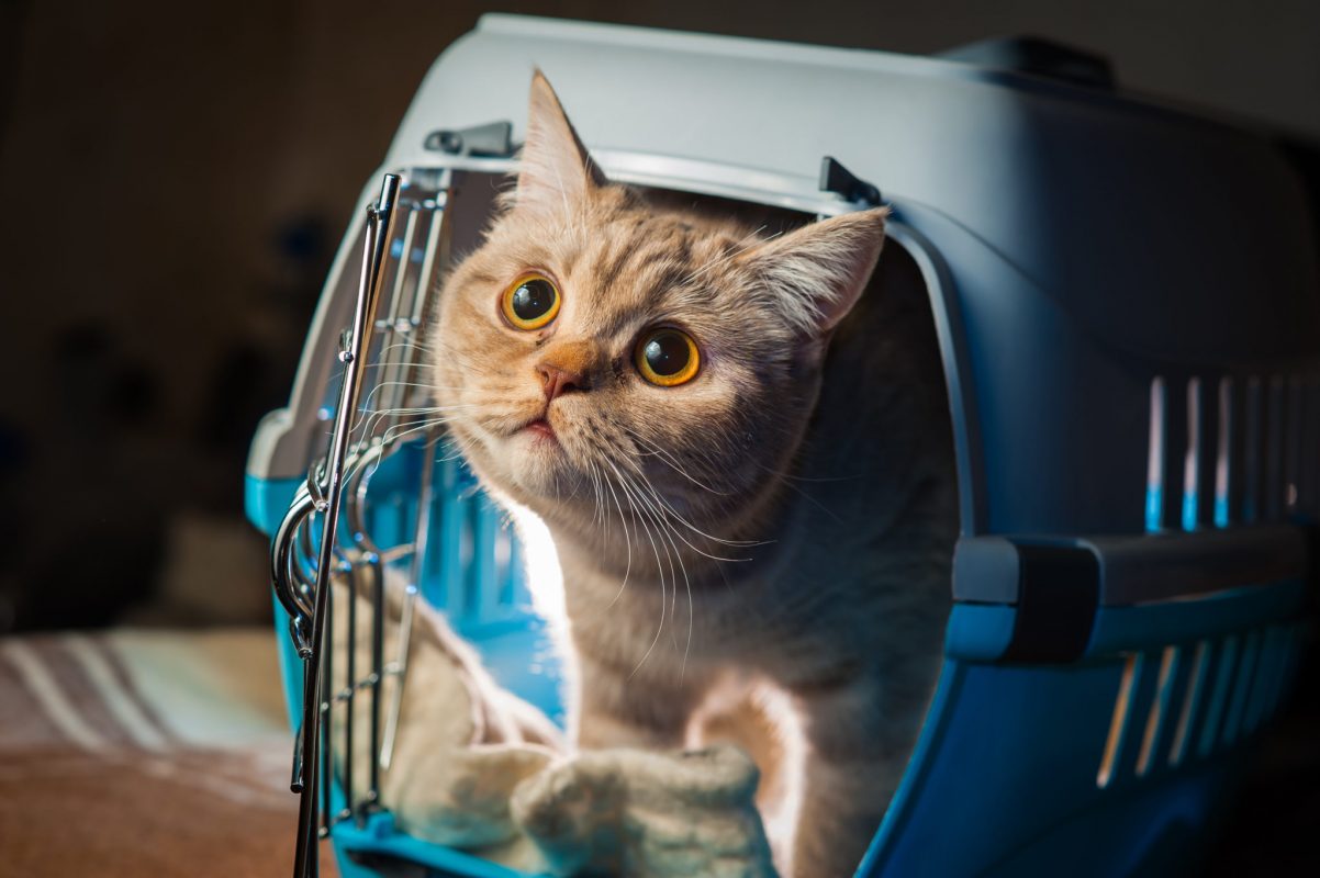 pet crate 17